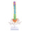45Cm with Pelvic Human Anatomical Anatomy Spine Spinal Column Model Teaching Resources for Students 6