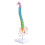 45Cm with Pelvic Human Anatomical Anatomy Spine Spinal Column Model Teaching Resources for Students 8