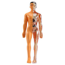Model Anatomiczny CiałA Ludzkiego 3D Dzieci Plastikowe DIY Szkielet Zabawka Nauka Pomoce do Wczesnego Uczenia Się Zabawki Edukacyjne