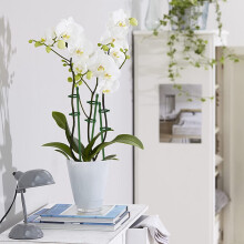 20Er-Pack PflanzenstüTzpfäHle, Verstellbare Garten-Einzelstiel-Blumen-StüTzpfäHle, PflanzenkäFig-StüTzringe