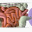 Human Digestive System Model Stomach Anatomy Large Intestine Cecum Rectum Duodenum Human Internal Organs Structure Model 5