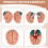 Human Brain,Life Size Human Brain Anatomy Model with Display Base, for Science Classroom Study & Teaching Display B 6