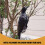 Realistic Hanging Dead Crow Decoy Lifesize Extra Large Black Feathered Crow 5