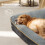 Skylos Large Dog Bed Orthopaedic Waterproof Pet 4