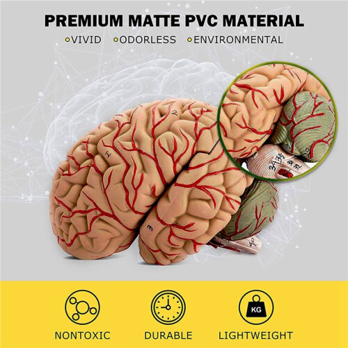 Human Brain,Life Size Human Brain Anatomy Model with Display Base, for Science Classroom Study & Teaching Display A 1