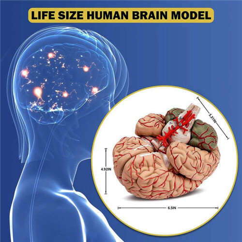 Human Brain,Life Size Human Brain Anatomy Model with Display Base, for Science Classroom Study & Teaching Display A 2