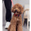 (Pink,L)Pet Products Dog Led Light Collar Convenient And Practical Monochrome Polyester 5