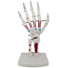Skeleton Hand Model, Hand Led Model, med Handled, Ulna, Gångjärnsförsedda Handben, Palmar Bones Anatomy Muscle Model