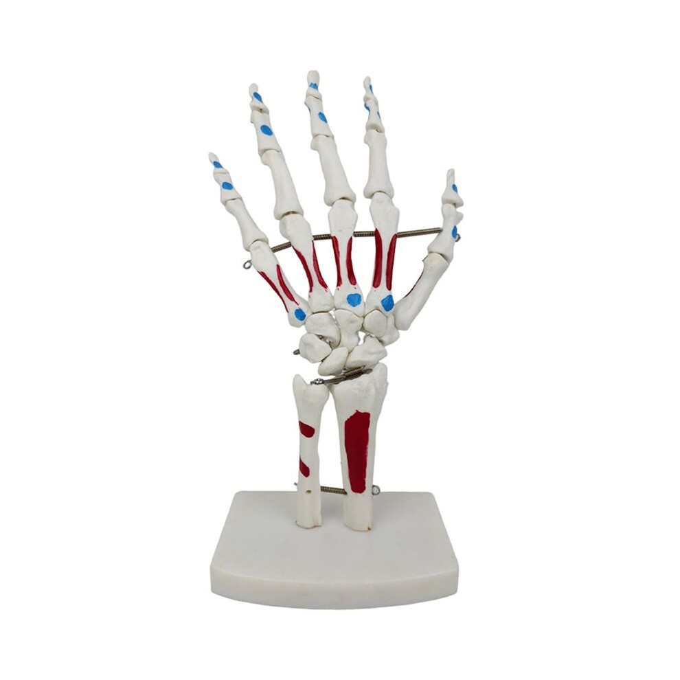Unisex Skeleton Hand Model, Hand Joint Model, With Wrist, Ulna, Hinged Hand Bones, Palmar Bones Anatomy Muscle Model