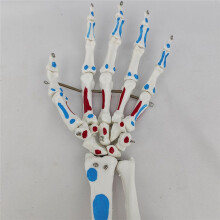 Skelethandmodel, Handgewrichtsmodel, met Pols, Ellepijp, Scharnierende Handbeenderen, Palmaire Botten Anatomie Spiermodel