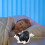 Cat Butt Tissue Holder - Tabby Cat Square Tissue Box Cover- Cute Bathroom Accessories A 4