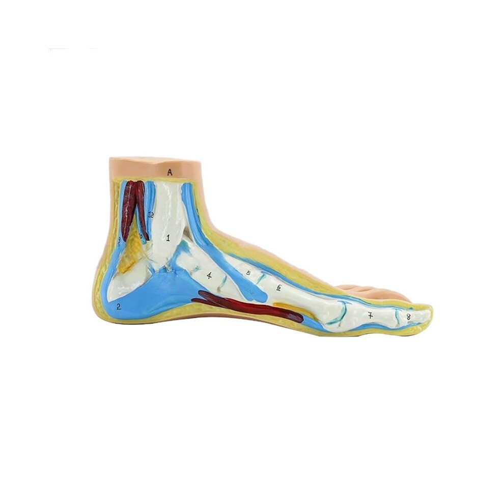 Foot Anatomy Model, Human Anatomy Foot Model, Normal Flat Arched Foot Model, Human Foot Muscle Model Flat Feet(Normal )
