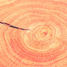 Decorative Wood Slice Circle Seating Floor Cushion Soft Printing Decor Sycamore Tree Cushion