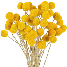 48 Pcs Dried Flowers Dried BillyBalls Dried Craspedia Flowers Button Yellow Dried Flowers Fake Silk Dried Flower