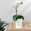 Vasos de OrquíDea com Furos, Vaso de OrquíDea de Cerâmica de 4 Polegadas para Repotting, Vaso de Plantador de Flores Interno e Externo, Branco 5