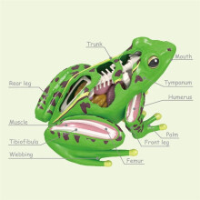 4D Kikker Anatomie Model Afneembare Kikker Organen STEM Biologie Onderwijs Leerhulp Vroeg Leren Speelgoed voor Kinderen