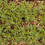 BetterGrow Vermiculite Soil Additive 8L Med Grade 2