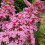 Budleja Dawida Pink Delight 2L 5