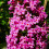 Budleja Dawida Pink Delight 2L 4