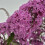 Schmetterlingsflieder Pink Delight 2L 4