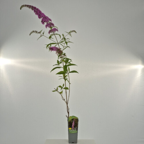 Budleja Dawida Pink Delight 2L 1