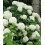 Hortensja Anabelle drzewiasta 2L 4