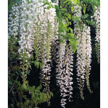 Blauregen Alba 2L