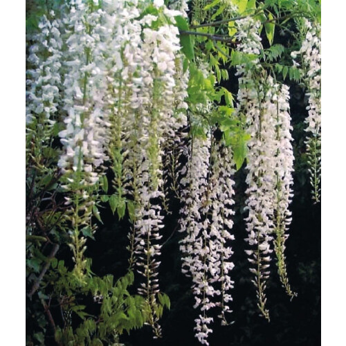 Glicynia (Wisteria) chińska Alba 2L
