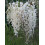 Glicynia (Wisteria) chińska Alba 2L 5