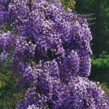 Glicynia (Wisteria) kwiecista Violacea Plena 2L