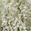 Glicynia (Wisteria) chińska Alba 2L 2
