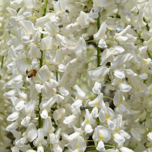 Glicynia (Wisteria) chińska Alba 2L 1