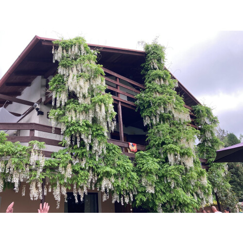 Glicynia (Wisteria) chińska Alba 2L 2