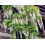 Glicynia (Wisteria) chińska Alba 2L 4