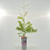 Glicynia (Wisteria) chińska Amethyst 2L 2