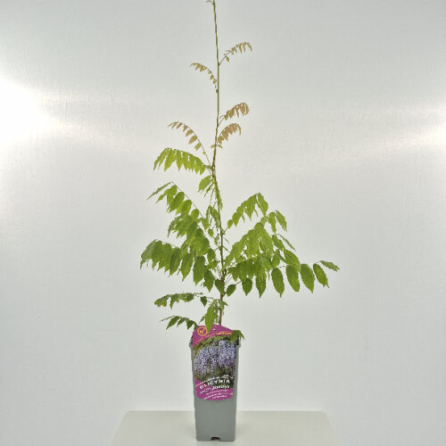Glicynia (Wisteria) chińska Amethyst 2L 1