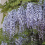 Glicynia (Wisteria) chińska Amethyst 2L 1