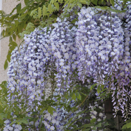 Glicynia (Wisteria) chińska Amethyst 2L