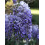 Glicynia (Wisteria) chińska Amethyst 2L 3