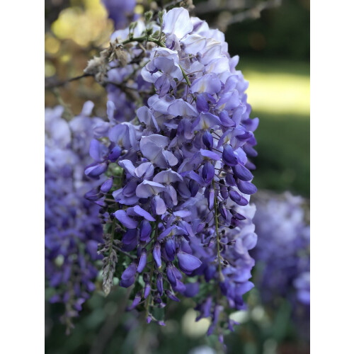 Glicynia (Wisteria) chińska Amethyst 2L 2
