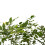 Glicynia (Wisteria) chińska Amethyst 2L 4
