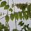 Glicynia (Wisteria) chińska Amethyst 2L 5