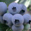 Amerikanische Heidelbeere Bluejay 1L 1