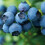 Myrtille en corymbe Duke 1L 1