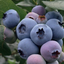 Borówka amerykańska Bluegold 2L