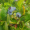 Borówka amerykańska Bluegold 2L 5