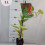 Cytryniec chiński 1L 2