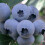 Amerikanische Heidelbeere Bluejay 2L 1