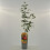 Cornouiller comestible 2L 11
