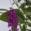 Schmetterlingsflieder Royal Red 2L 5